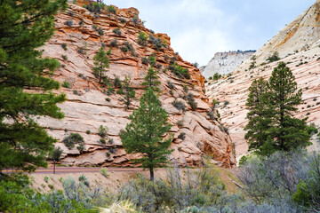 Pine trees among striped red sandstone formations in Zion National Park in Utah, USA.