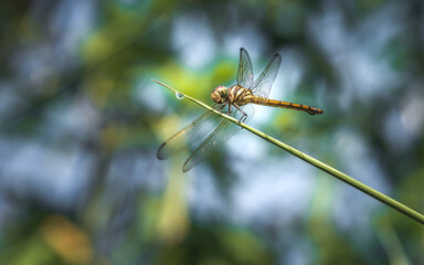 A dragonfly perched on green leaf and nature background, Selective focus, insect macro, Colorful insect in Thailand.