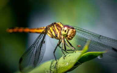 A dragonfly perched on green leaf and nature background, Selective focus, insect macro, Colorful insect in Thailand.
