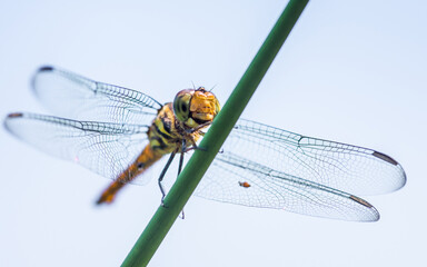 A dragonfly perched on green leaf and nature background, Selective focus, insect macro, Colorful insect in Thailand.