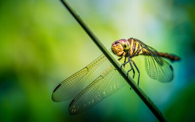 A dragonfly perched on green leaf and nature background, Selective focus, insect macro, Colorful insect in Thailand.