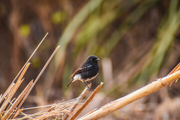 The oriental magpie-robin is a small passerine bird occurring across most of the Indian subcontinent and parts of Southeast Asia. The oriental magpie-robin is the national bird of Bangladesh.
