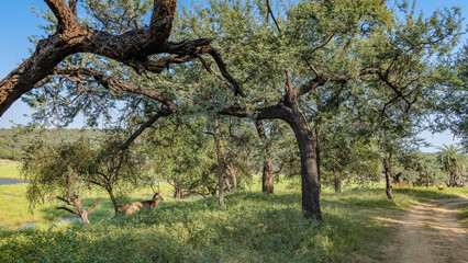 Fototapeta na wymiar A dirt safari road winds through the jungle. Trees on the roadsides. A sambar deer Rusa unicolor walks on the juicy green grass. Lakes are visible in the meadow. A sunny day. India. Ranthambore