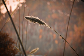 Softhy fluffy white petals of flowering Desho grass, known as Pennisetum pedicellate plant, blooming under sunlight evening on blurred