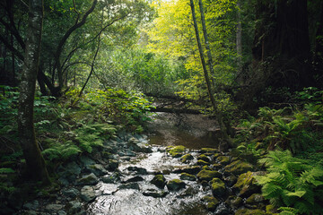 Obraz premium Hiking trails through giant redwoods in Muir forest near San Francisco, California, USA