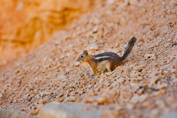 Chipmunk living in Bryce Canyon National Park in Utah, USA.