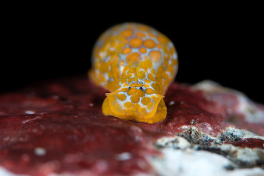 A tiny sea slug (10mm) - Bubble Snail - Lamprohaminoea sp. Underwater macro world mof Tulamben, Bali, Indonesia.