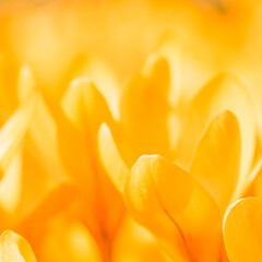 Abstract floral background, yellow crocus flowers. Macro flowers backdrop for holiday design