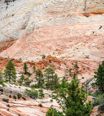 Pine trees among striped red sandstone formations in Zion National Park in Utah, USA.