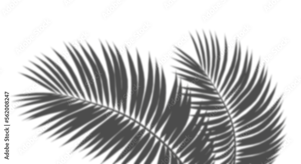Poster blur realistic sunshade shadow palm foliage transparent backgrounds 3d rendering png file