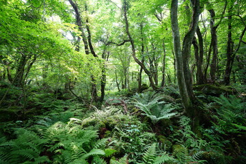 thick primeval forest in springtime