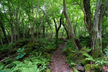 fine spring path through mossy rocks and fern