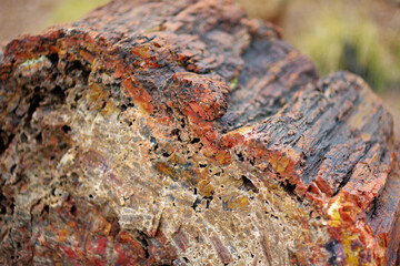 Stunning petrified wood in the Petrified Forest National Park, Arizona, USA