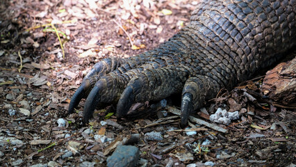 Closeup of large, sharp Komodo Dragon claws and armoured scaly skin on Komodo Island, Indonesia