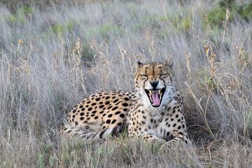 Cheetah Yawning Widely, Appearing to Laugh