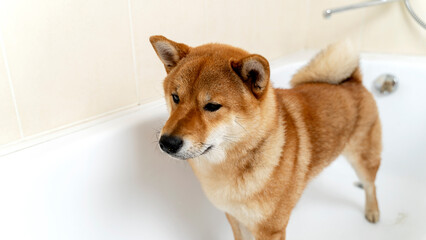 shampoo my shiny Shiba inu dog