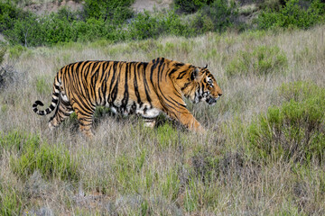 Fototapeta na wymiar Tiger walking through Tall Grass