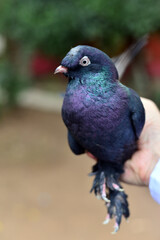 pigeon on a branch