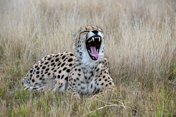 Cheetah Yawning Widely, Appearing to Laugh