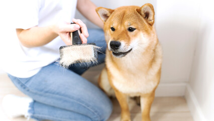 Cropped image of woman combing hair of Shiba Inu dog with comb brush. Idea of relationship between human and animal. Idea of pet care. Beautiful furry dog looking away. White background in studio