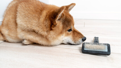 Cropped image of woman combing hair of Shiba Inu dog with comb brush. Idea of relationship between human and animal. Idea of pet care. Beautiful furry dog looking away. White background in studio