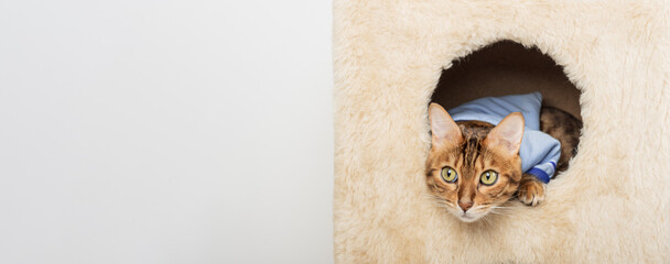 Bengal cat in clothes is resting in a cat house.