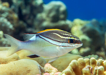 Bridled monocle bream fish on sight seeing tour in underwater coral garden of Bali, Indonesia © Hans Gert Broeder