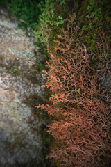 Natural green and red fern in the forest