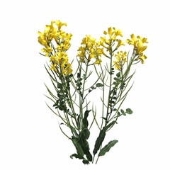 wild field grass, isolated on white background, 3D illustration, cg render