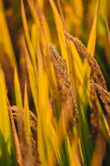 Golden rice fields in autumn farmland