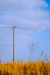 Golden rice fields in autumn farmland