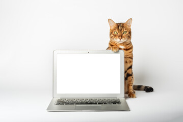 Close-up of a cat and a laptop on a white background.