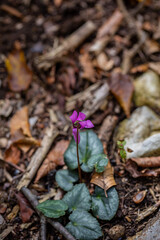 Cyclamen purpurascens flower growing in forest, close up	