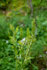 Veratrum album flower growing in mountains, close up	