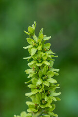 Veratrum album flower growing in mountains, close up	