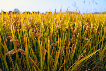 Golden rice fields in autumn farmland