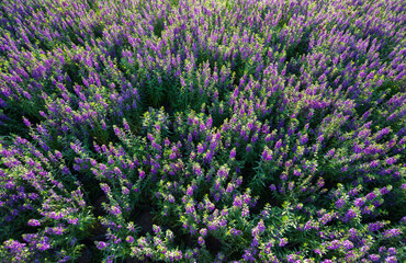 lavender field in region outdoor natural light