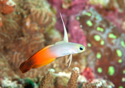 Red fire goby , fire fish goby or magnificent fire dart fish swims above the coral reef of Bali