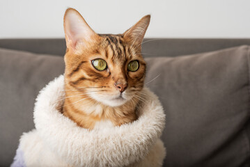 Funny Bengal cat in a warm sweater.