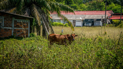 A heron sits on a lonely red cow on the farm