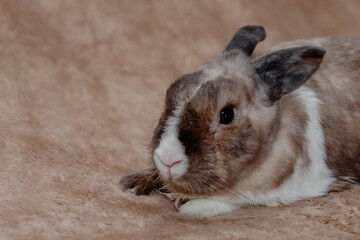 Easter Bunny on a beige-brown background. easter holiday concept