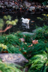 Ducks and autumn leaves in the river