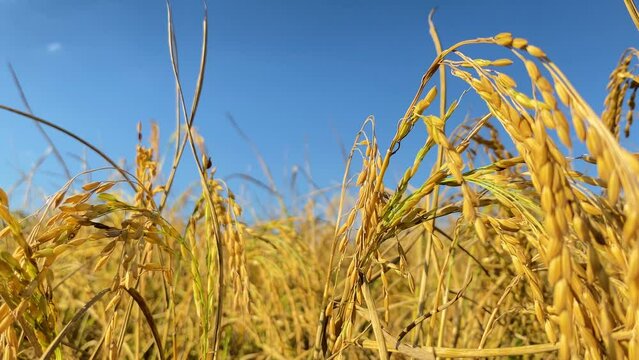 Growing mature rice plants on sunny hot day, close up view