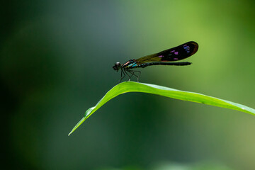 A beautiful and colorful damselfly Heliocypha fenestrata perches on a green leaf 
