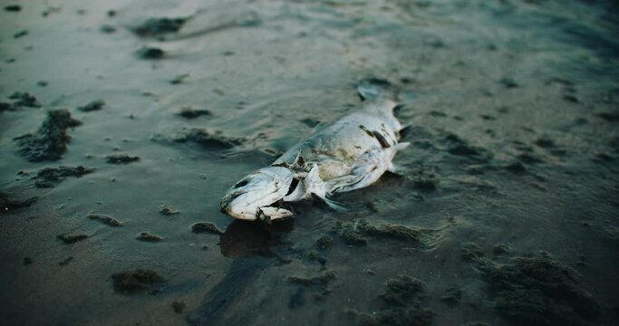 Waves Washing up Dead Fish Carcass onto Beach Shore. Environmental Water Pollution Toxic Exclusion Zone 4k