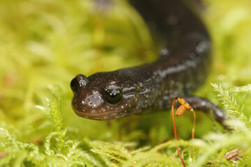 Facial closeup on an endangered Del Norte Salamander , Plethodon elongatus, in North California