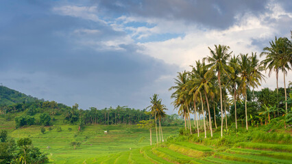 Obraz premium time lapse cloudy over the terraced rice fields in the morning