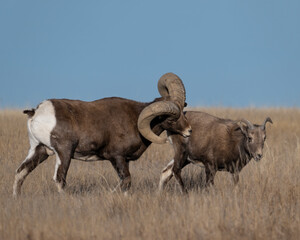 Pair of Bighorn Sheep during the breeding season