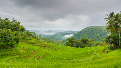 time lapse cloudy over the terraced rice fields in the morning