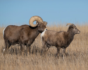 Pair of Bighorn Sheep during the breeding season